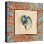 Coral Medley Shell II-Lanie Loreth-Stretched Canvas