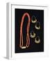 Coral Necklace and Gold Earrings from Liguria Region-null-Framed Giclee Print