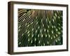 Coral of the Genus Fungia-Andrea Ferrari-Framed Photographic Print