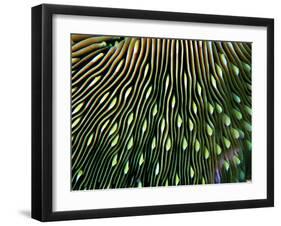 Coral of the Genus Fungia-Andrea Ferrari-Framed Photographic Print