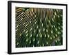 Coral of the Genus Fungia-Andrea Ferrari-Framed Photographic Print