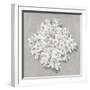 Coral on Gray II-Caroline Kelly-Framed Art Print