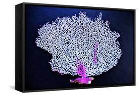 Coral on Navy I-Jairo Rodriguez-Framed Stretched Canvas