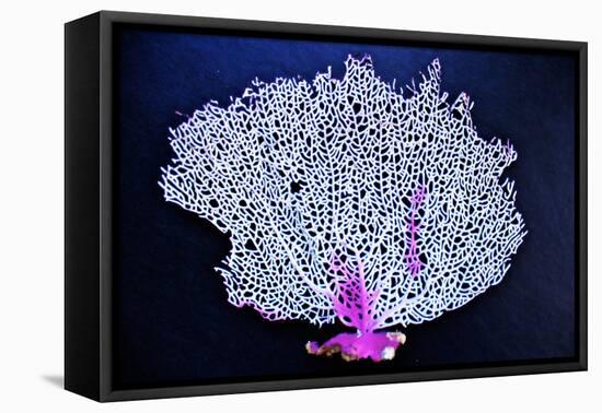 Coral on Navy I-Jairo Rodriguez-Framed Stretched Canvas