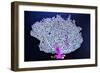 Coral on Navy I-Jairo Rodriguez-Framed Photographic Print