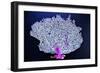 Coral on Navy I-Jairo Rodriguez-Framed Photographic Print