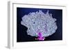 Coral on Navy I-Jairo Rodriguez-Framed Photographic Print