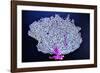 Coral on Navy I-Jairo Rodriguez-Framed Photographic Print