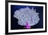 Coral on Navy I-Jairo Rodriguez-Framed Photographic Print