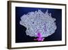 Coral on Navy I-Jairo Rodriguez-Framed Photographic Print