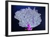 Coral on Navy I-Jairo Rodriguez-Framed Photographic Print