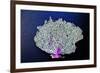 Coral on Navy II-Jairo Rodriguez-Framed Art Print