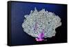 Coral on Navy II-Jairo Rodriguez-Framed Stretched Canvas