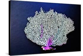 Coral on Navy II-Jairo Rodriguez-Stretched Canvas