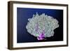 Coral on Navy II-Jairo Rodriguez-Framed Art Print