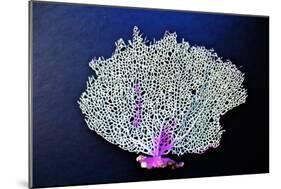 Coral on Navy II-Jairo Rodriguez-Mounted Art Print