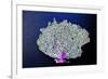 Coral on Navy II-Jairo Rodriguez-Framed Premium Giclee Print