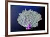 Coral on Navy II-Jairo Rodriguez-Framed Premium Giclee Print