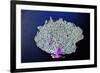 Coral on Navy II-Jairo Rodriguez-Framed Premium Giclee Print