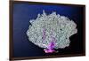 Coral on Navy II-Jairo Rodriguez-Framed Art Print