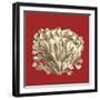 Coral on Red III-Vision Studio-Framed Art Print