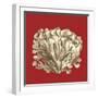 Coral on Red III-Vision Studio-Framed Art Print