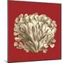 Coral on Red III-Vision Studio-Mounted Art Print