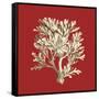 Coral on Red IV-Vision Studio-Framed Stretched Canvas