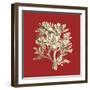 Coral on Red IV-Vision Studio-Framed Art Print