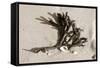 Coral on Sand-Jairo Rodriguez-Framed Stretched Canvas