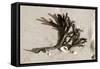 Coral on Sand-Jairo Rodriguez-Framed Stretched Canvas