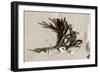 Coral on Sand-Jairo Rodriguez-Framed Photographic Print