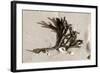 Coral on Sand-Jairo Rodriguez-Framed Photographic Print