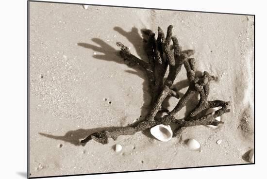 Coral on Sand-Jairo Rodriguez-Mounted Photographic Print