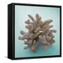 Coral on Teal Square-Jairo Rodriguez-Framed Stretched Canvas