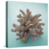 Coral on Teal Square-Jairo Rodriguez-Stretched Canvas