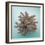 Coral on Teal Square-Jairo Rodriguez-Framed Photographic Print