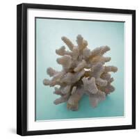 Coral on Teal Square-Jairo Rodriguez-Framed Photographic Print