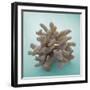 Coral on Teal Square-Jairo Rodriguez-Framed Photographic Print