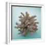 Coral on Teal Square-Jairo Rodriguez-Framed Photographic Print