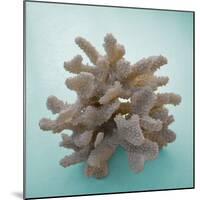 Coral on Teal Square-Jairo Rodriguez-Mounted Photographic Print