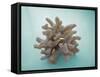 Coral on Teal-Jairo Rodriguez-Framed Stretched Canvas