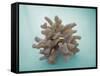 Coral on Teal-Jairo Rodriguez-Framed Stretched Canvas