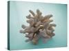 Coral on Teal-Jairo Rodriguez-Stretched Canvas