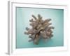 Coral on Teal-Jairo Rodriguez-Framed Photographic Print