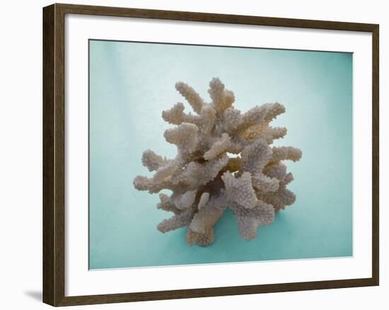 Coral on Teal-Jairo Rodriguez-Framed Photographic Print