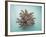 Coral on Teal-Jairo Rodriguez-Framed Photographic Print