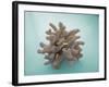 Coral on Teal-Jairo Rodriguez-Framed Photographic Print