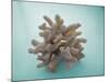 Coral on Teal-Jairo Rodriguez-Mounted Photographic Print