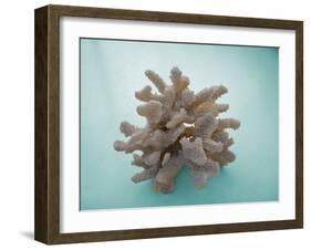 Coral on Teal-Jairo Rodriguez-Framed Photographic Print